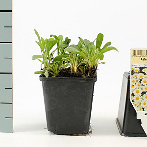 Aster alpinus 'Albus' GM P9