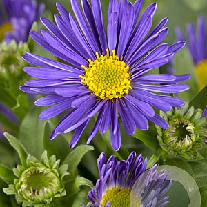 Aster alpinus 'Dunkle Schöne' GM P9