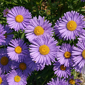Aster alpinus 'Goliath' GM P9