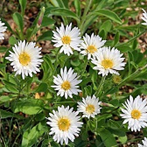 Aster alpinus 'X White' GM P9