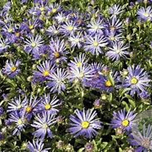 Aster amellus 'Butzemann' GM P9