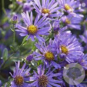 Aster amellus 'King George' GM P9