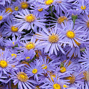 Aster amellus 'King George' GM P9