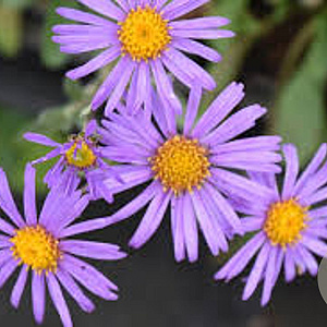 Aster amellus 'Rudolf Goethe' GM P9