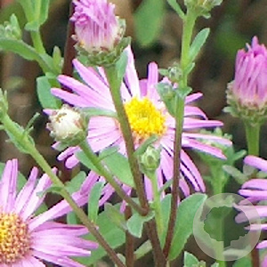 Aster amellus 'Sonia' GM P9