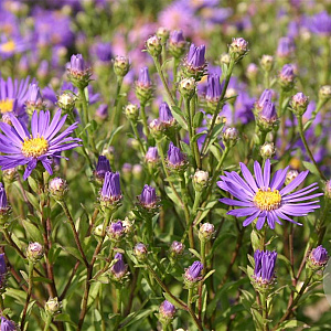 Aster novi-belgii 'Fellowship' GM P9
