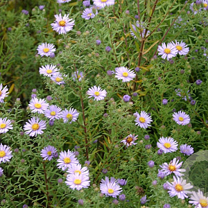 Aster amethystinus 'Freiburg' GM P9
