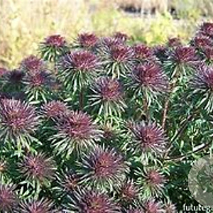 Aster 'Ann Leys' GM P9