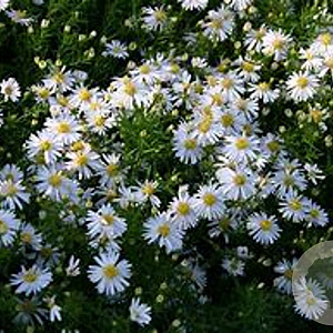 Aster (D) 'Apollo' GM P9