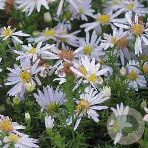 Aster (D) 'Apollo' GM P9