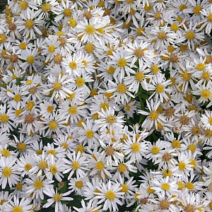 Aster (D) 'Apollo' GM P9
