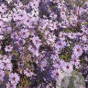 Aster (D) 'Marjorie' GM P9