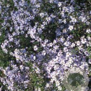 Aster cordifolius 'Ideal' GM P9