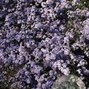 Aster cordifolius 'Photograph' GM P9