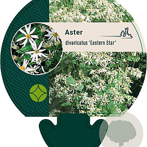 Aster divaricatus 'Eastern Star' GM P9