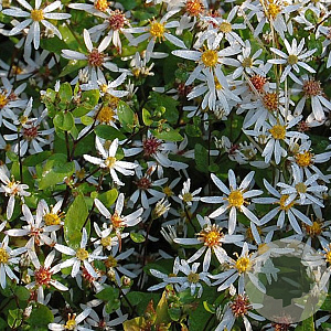 Aster divaricatus 'Tradescant' GM P9