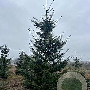 Abies grandis 400-450 cm draadkluit solitair