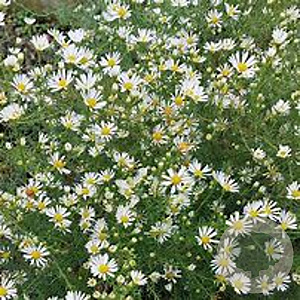 Aster ericoides GM P9