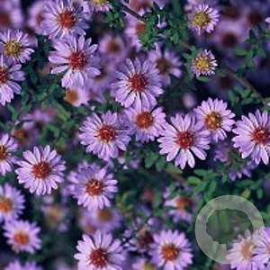 Aster ericoides 'Blue Star' GM P9