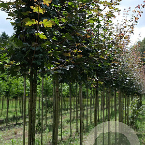 Acer campestre 'Red Shine' 10-12 HO draadkluit
