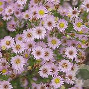 Aster (U) 'Esther' GM P9