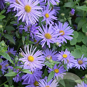 Aster frikartii 'Mönch' GM P9