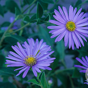 Aster frikartii 'Wunder von Stäfa' GM P9