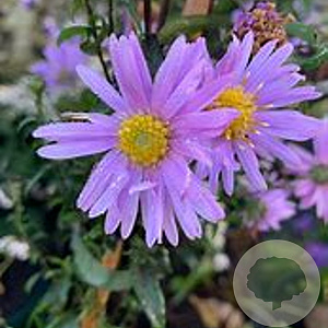 Aster 'Glow in the Dark' GM P9
