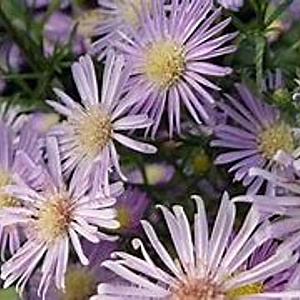 Aster 'Herfstweelde' GM P9