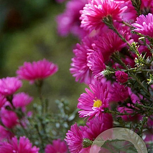 Aster (D) 'Jenny' GM P9