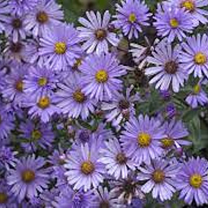 Aster 'JS Barts Blue Beauty' GM P9