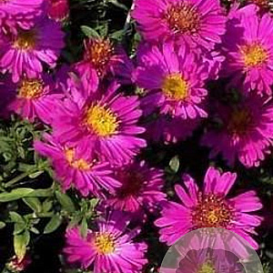 Aster (D) 'Kassel' GM P9