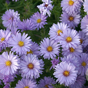 Aster (D) 'Lady in Blue' GM P9