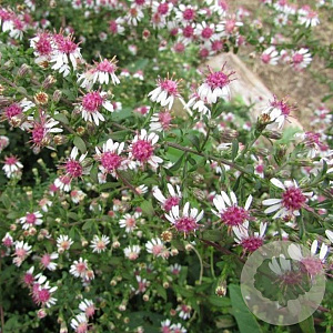 Aster lateriflorus GM P9