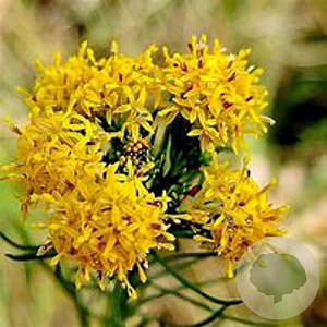 Aster linosyris GM P9