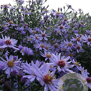 Aster 'Little Carlow' GM P9