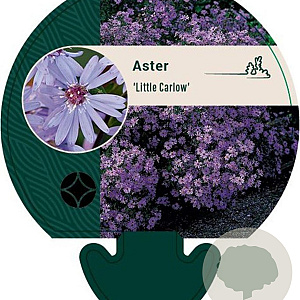 Aster 'Little Carlow' GM P9