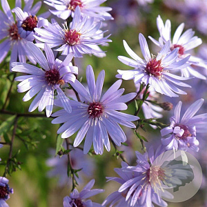 Aster 'Little Carlow' GM P9