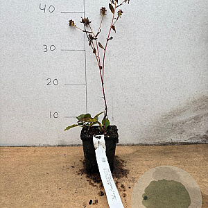 Aster macrophyllus 'Twilight' GM P9
