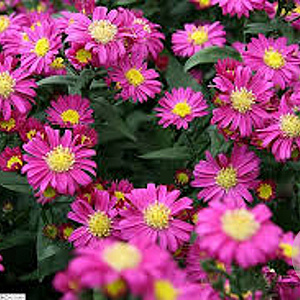 Aster novi-belgii GM P9