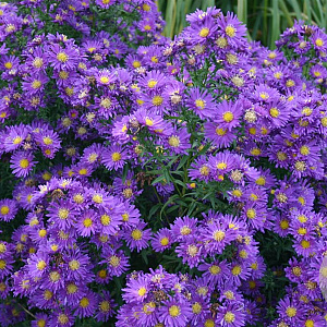 Aster n.-b. 'Violetta' GM P9