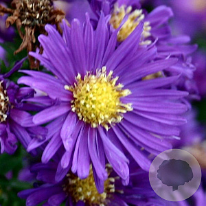 Aster n.-b. 'Violetta' GM P9