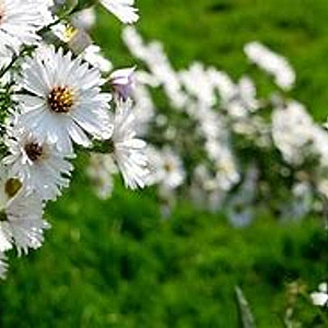 Aster (D) 'Oktoberschneekuppel' GM P9