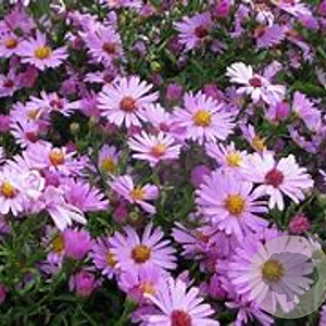 Aster (D) 'Peter Pan' GM P9