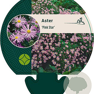 Aster 'Pink Star' GM P9