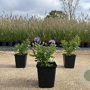 Aster (D) 'Prof. Anton Kippenberg' GM P9