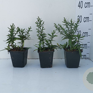 Aster (D) 'Prof. Anton Kippenberg' GM P9