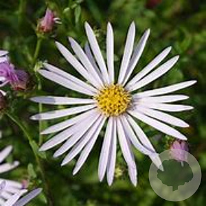 Aster pyrenaeus 'Lutetia' GM P9