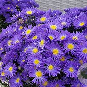 Aster (D) Sapphire GM P9