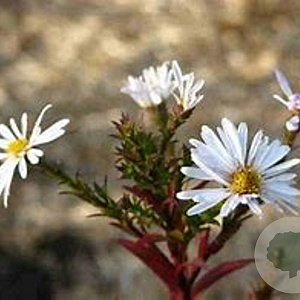 Aster (D) 'Snowsprite' GM P9